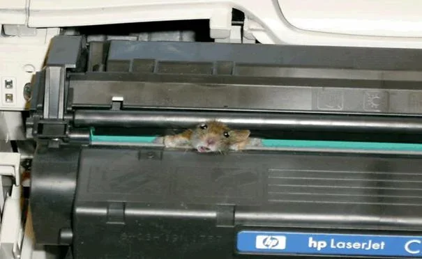 mouse-in-printer.jpg new.webp