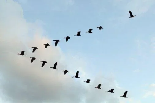 v formation birds.webp
