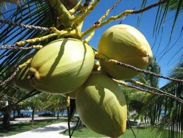 tropical coconut tree.webp