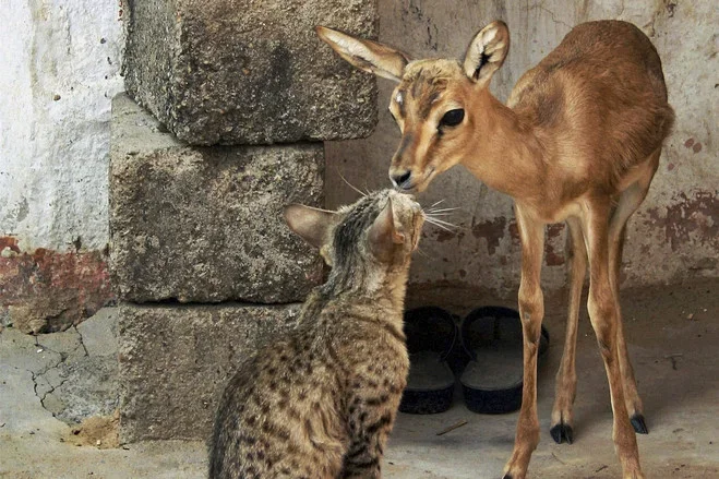 deer and cat.webp