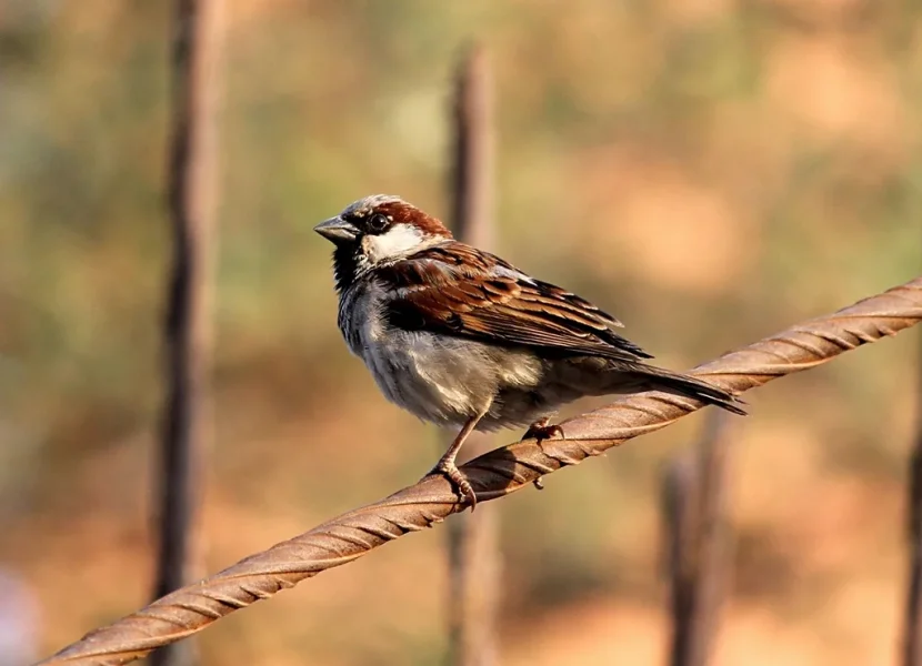 sparrow111.webp