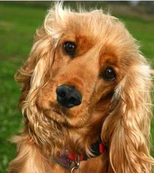 GoldenCockerSpaniel.webp