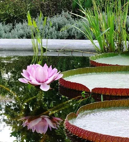 Gian water lily_wikipedia.webp