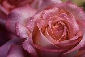 rose.webp