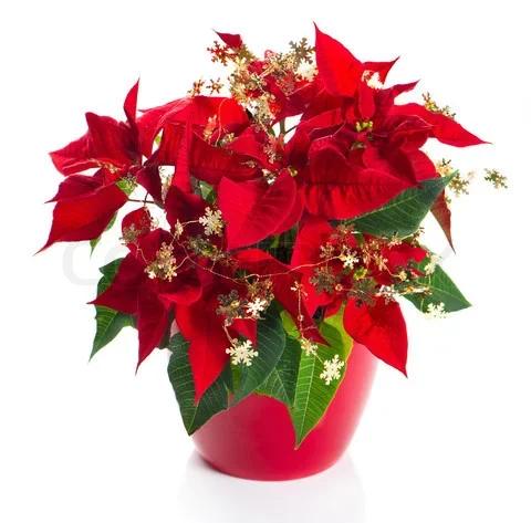 3097675-260656-red-poinsettia-christmas-flower-with-golden-decoration.webp