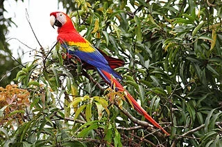 Scarlet-Macaw.webp