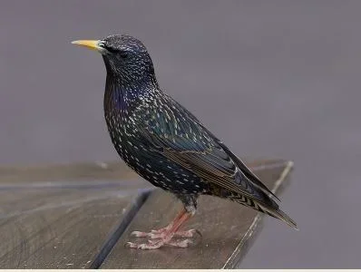 European starling - wikipedia.webp