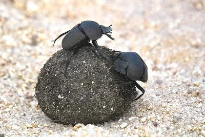 dung_beetle.webp