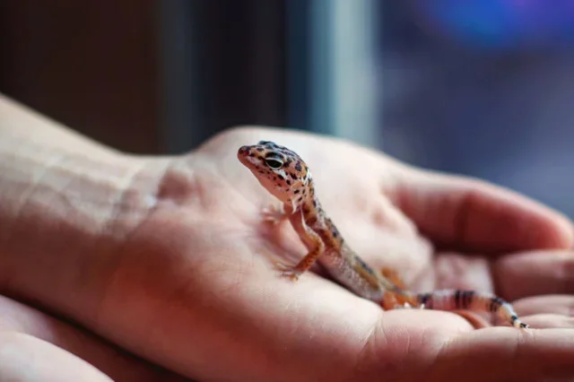 53a115217f5bc_-_cos-01-baby-gecko-adorable-de.webp