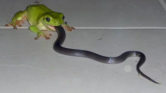 funny-frog-eating-snake.webp