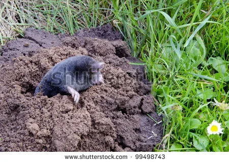 stock-photo-spring-mole-and-molehill-in-the-garden-99498743.webp