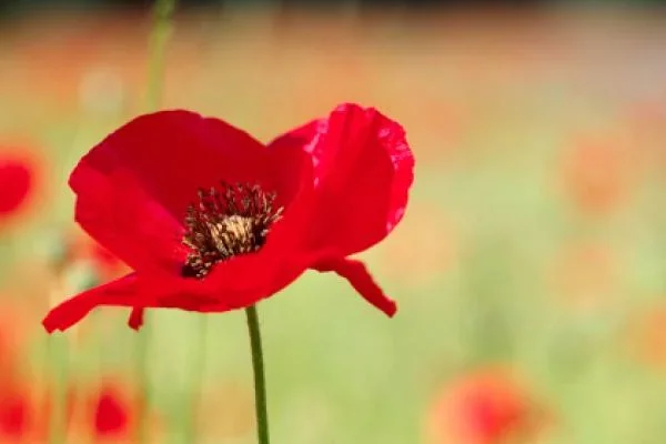 remembrance-day-aus.webp