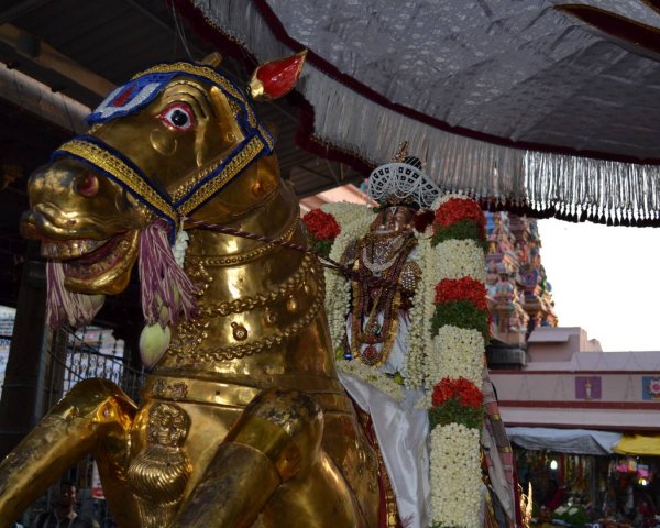 Sri Vardhar Guthirai Vaghanam Purapadu.jpg